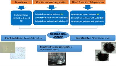 Ecotoxicological Investigation in Three Model Species Exposed to Elutriates of Marine Sediments Inoculated With Bioplastics